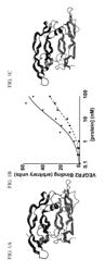 POLYPEPTIDES TARGETING VASCULAR ENDOTHELIAL GROWTH FACTOR RECEPTOR-2 AND ALPHA V BETA 3 INTEGRIN