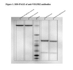 Fully Human Antibodies that Bind to Vascular Endothelial Growth Factor Receptor 2 (VEGFR2)