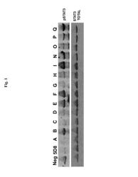 Antibodies against LIF and uses thereof