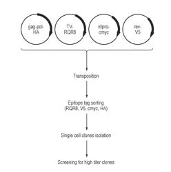 NUCLEIC ACID CONSTRUCTS FOR PRODUCING RETROVIRAL VECTORS