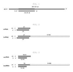 Nucleic acid molecules inducing RNA interference, and uses thereof