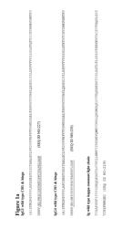 Sequence symmetric modified IGG4 bispecific antibodies