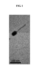 Lactococcus garvieae bacteriophage Lac-GAP-1 and use thereof in suppressing proliferation of lactococcus garvieae bacteria