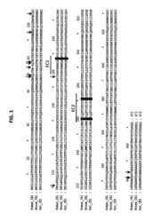 Cannabinoid receptor-1 (CB1) monoclonal antibodies