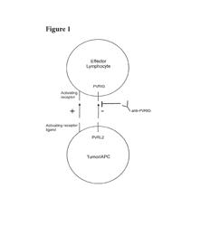 Anti-PVRIG antibodies and methods of use