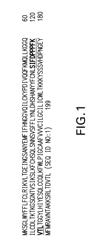 ANTI-ICOS AGONIST ANTIBODIES AND USES THEREOF