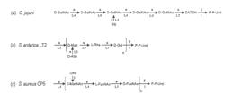 COMPOSITIONS AND METHODS FOR PROTEIN GLYCOSYLATION