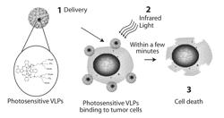 VIRUS-LIKE PARTICLE CONJUGATES FOR DIAGNOSIS AND TREATMENT OF TUMORS