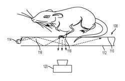 Devices and methods for analyzing rodent behavior