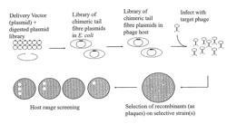 MODIFYING BACTERIOPHAGE