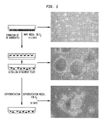 Stem cell aggregates and methods for making and using