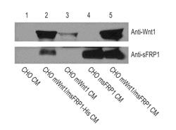 WNT/SFRP COMPLEXES, WNT-CONTAINING COMPOSITIONS, WNT-EXPRESSING CELLS, AND METHODS OF MAKING, PURIFYING, AND USING SAME