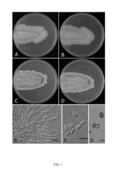 Aureobasidium pullulans, culturing medium and method for producing B-glucan, a culture of aureobasidium pullulans and a composition comprising the same