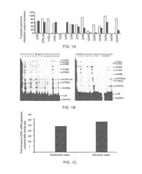 Cancer marker and therapeutic target