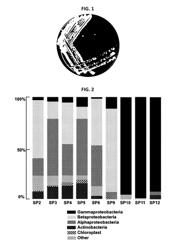 Streptomyces badius SP6C4 strain having antimicirobial activity against insect pathogen or strawberry fungal disease pathogen isolated from strawberry pollen and uses thereof