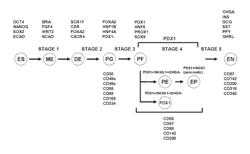 Method of enriching for pancreatic endocrine cells that express chromogranin A