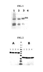 IgG Fc fragment for a drug carrier and method for the preparation thereof