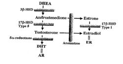 Reduction of Side Effects from Aromatase Inhibitors Used for Treating Breast Cancer