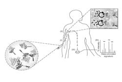 METHODS TO SPECIFICALLY PROFILE PROTEASE ACTIVITY AT LYMPH NODES