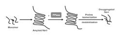 CYCLOPHILIN 40 FOR REDUCTION OF NEUROTOXIC FIBRILS AND TREATMENT OF NEURODEGENERATIVE DISEASES