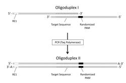 NOVEL GUIDE RNA/CAS ENDONUCLEASE SYSTEMS