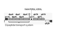 Enhanced protein expression