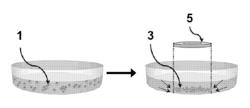 3D cell viability assay