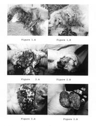 Composition comprising natural substances having healing, repellent and biocidal properties for the treatment and the cure of external wounds