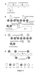 Yeast expressing saccharolytic enzymes for consolidated bioprocessing using starch and cellulose