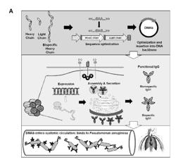 DNA Antibody Constructs for Use against Pseudomonas Aeuruginosa