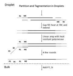 SINGLE CELL ANALYSIS OF TRANSPOSASE ACCESSIBLE CHROMATIN