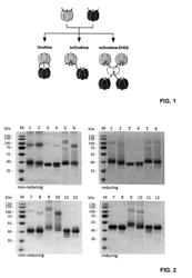 Cytokine fusion proteins