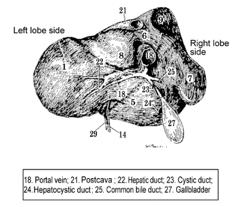 METHOD FOR PRODUCING DISINFECTED LIVER