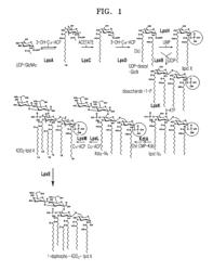 Bacterium producing monophosphoryl lipid A and method of producing monophosphoryl lipid A by using bacterium