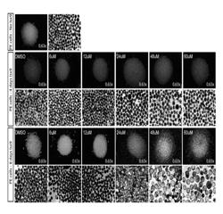 IN VITRO PRODUCTION OF PANCREATIC BETA CELLS