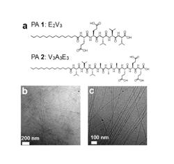 Electrospinning of peptide amphiphiles