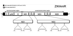 GENOMIC SEQUENCES ENCODING FOR AN ATTENUATED MUTANT ZIKA VIRUS