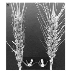 COMPOSITIONS AND METHODS OF MODIFYING A PLANT GENOME TO PRODUCE A MS9, MS22, MS26, OR MS45 MALE-STERILE PLANT