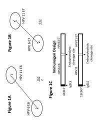 Vaccines For Human Papilloma Virus And Methods For Using The Same