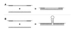 COMPOUNDS AND METHODS FOR MODULATING RNA FUNCTION