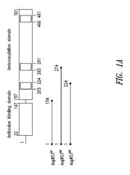 INNOVATIVE DISCOVERY OF THERAPEUTIC, DIAGNOSTIC, AND ANTIBODY COMPOSITIONS RELATED TO PROTEIN FRAGMENTS OF ASPARTYL-TRNA SYNTHETASES