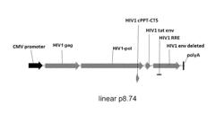 VIRAL PARTICLE FOR THE TRANSFER OF RNAs, ESPECIALLY INTO CELLS INVOLVED IN IMMUNE RESPONSE