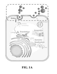 Broad-spectrum anti-infective peptides