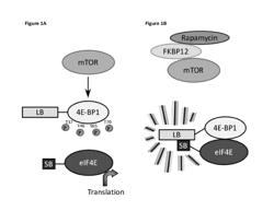 Cell-based assay for determining mTOR activity