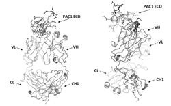 PAC1 ANTIBODIES AND USES THEREOF