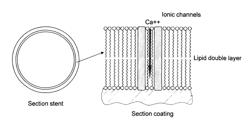 Biocorrodible implants having a functionalized coating