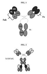 Methods of treating inflammation with IL-17A/F and IL-23P19 bispecific antibodies