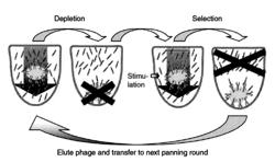 HUMAN ANTIBODY SPECIFICALLY BINDING TO ACNE BACTERIA USING PHAGE DISPLAY TECHNIQUE, AND USE THEREOF