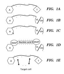 FUSION PROTEINS FOR TREATING CANCER AND RELATED METHODS