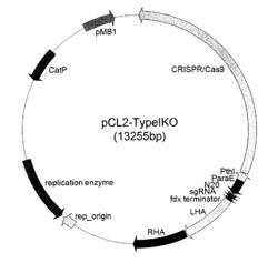 OBLIGATELY ANAEROBIC ACETIC ACID-PRODUCING MICROORGANISM, AND RECOMBINANT MICROORGANISM